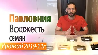 Какая всхожесть семян Павловнии? Урожай 2019, 2020, 2021 года.