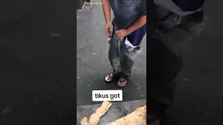 Pria Ini Kegirangan Celananya  Kemasukan Tikus Got