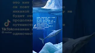 самый Одинокий кит в мире - это кит 52 герца. он поет свою песню. 🐋 #shorts #whale