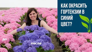 Гортензии. Как окрасить в синий цвет?