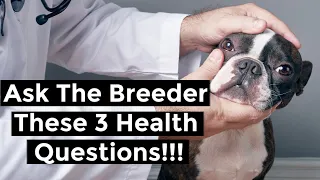 3 Common Boston Terrier Health Issues