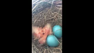 LIVE Robin Bird Nest (Day 25) [ALL THE 4 EGGS HATCHED!! 🎉]