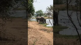 Beautiful Elephants in Zimbabwe - incredible Manapools #zimbabwe #safari