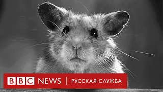 В Гонконге усыпляют хомячков, так как они могут заразить людей коронавирусом