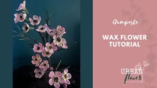 How to make a gumpaste / sugar Wax Flower (Chamelaucium) an easy filler flower tutorial