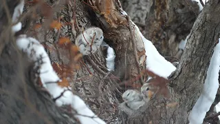 【4K】Siberian flying squirrel　ラブラブなエゾモモンガ