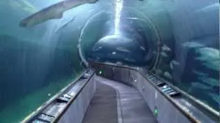 Shark Tunnel at Aquarium of the Bay in San Francisco