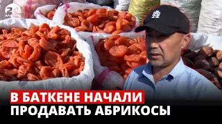 В Баткене начали продавать абрикосы