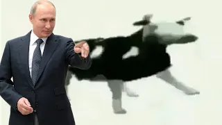 ПУТИН ИДЁТ ПОД ПОЛЬСКУЮ КОРОВУ