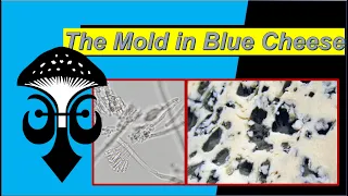 The Mold in blue Cheese