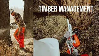 HOW TO: GIRDLE a tree and create better DEER BEDDING- TIMBER MANAGEMENT