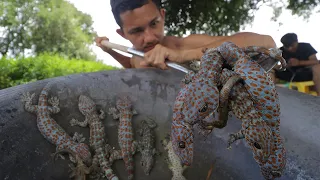 Wow! Finding Geckos and Fried Tasty Geckos Eating Delicious