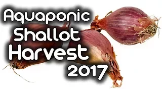 Aquaponic Shallot Harvest 2017