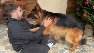 Giant German Shepherd Cries When Reunited With Family! Happiest Dogs Ever!