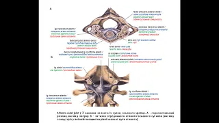 71.   З'єднання хребтового стовпа з черепом - AnatomUa_AUDIO