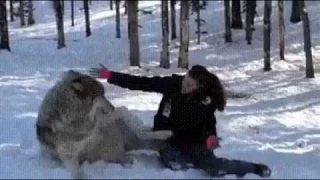 Прирученный волк