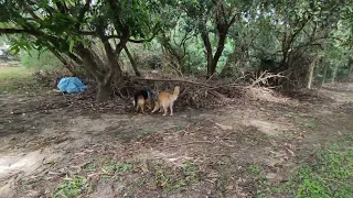 natureza, Cachorro passeando Pastor Alemão e Golden Retriever