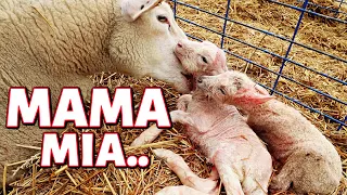 MAMA MIA, HERE WE GO AGAIN... (the first day of winter lambing 2020): VLOGMAS 2020: Vlog 387