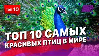 ТОП 10 самых красивых птиц в Мире