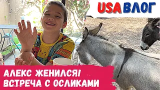 Алекс женился! // Встреча с осликами // Пробуем продукты из Costco // Влог США