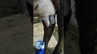как помыть вымя коров