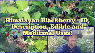 Himalayan Blackberry - Identification, Description, Edible and Medicinal Uses!