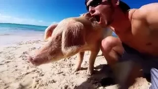 Swimming Pigs in Exuma Cay Bahamas!!