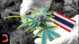 High Stakes For Thailand's Cannabis Farmers