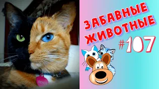 Приколы с Животными #107 / Смешные Животные 2020 / Приколы / Приколы про Животных / Лучшие Приколы