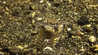 Hunting Bobbit Worm (Lembeh Strait)