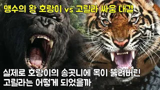 맹수의 왕 호랑이 vs 고릴라 싸움 대결 실제로 호랑이의 송곳니에 목이 뚫려버린 고릴라는 어떻게 되었을까