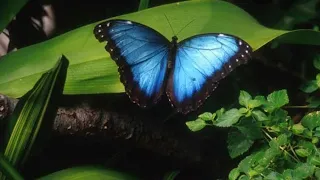 blue#butterfly#🦋💞Blue Butterfly Meaning in Hindi kya aapko bhi Blue butterfly dikhai deti hai