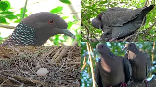 PALOMA PICAZURÓ / PICAZURO PIGEON  ( Nido * huevo * pichón) 50 días en unos minutos!