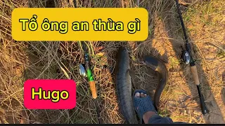 Câu cá lóc vào mùa khô . Bạn sẩy cá liên tục // sỹ vlogs86