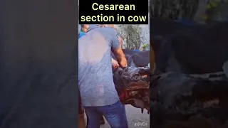 Cesarean section in cow l Dr Umar Khan