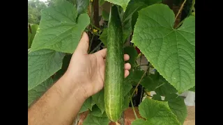 How to Grow Cucumbers Hydroponics From Seed At Home.