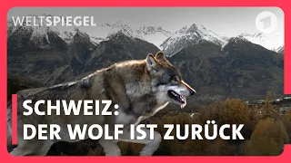 Schweiz: Der Wolf ist zurück - abschießen oder akzeptieren?