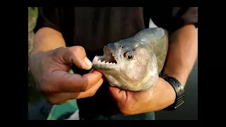 Piranhas swallowed a bull's head for half a minute  Пираньи за полминуты обглодали голову быка #24