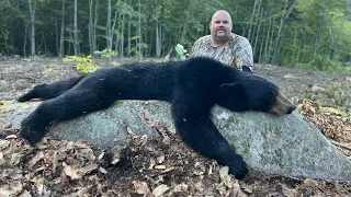 NH Black Bear… Biggest bear yet… .243 Winchester … Shawn  on State land in the 603…