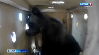 Двоих медвежат из Челябинского фонда зоозащиты привезли в Хабаровск