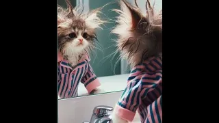 😺 Is this really me? 🐈 Funny video with cats and kittens! 😸