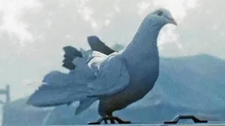 Play as a PIGEON in Battlefield 1