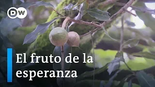 La macadamia: el fruto de la esperanza | Sabor Saber DW