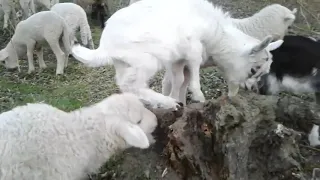 Лесные прогулки и ответы на вопросы. Часть 13. Goat breeding in questions  and answers.