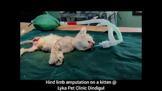 Hindlimb amputation on a kitten @lykapetclinicdindigul