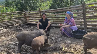 The girl next door likes to take care of wild boar, Survival Instinct, Wilderness Alone , Ep 217