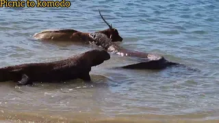 NEW KOMODO DRAGON ATTACK TIMOR DEER