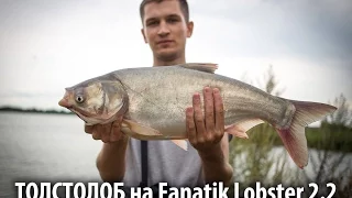 Толстолоб на Fanatik Lobster 2.2