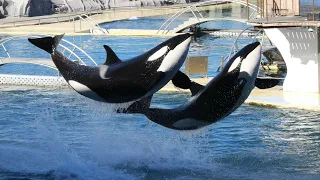 Spectacle des orques / Orca Killer Whale Show : Marineland Antibes 2018