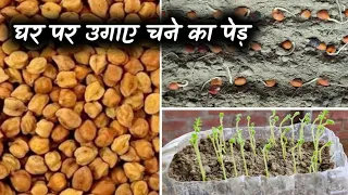 How to plant gram tree||चने का पेड़ कैसे लगाये||chane ka ped kaise lagaye||ghar par ugaye chane ka pe